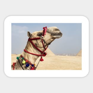 Camel at the Pyramids Sticker